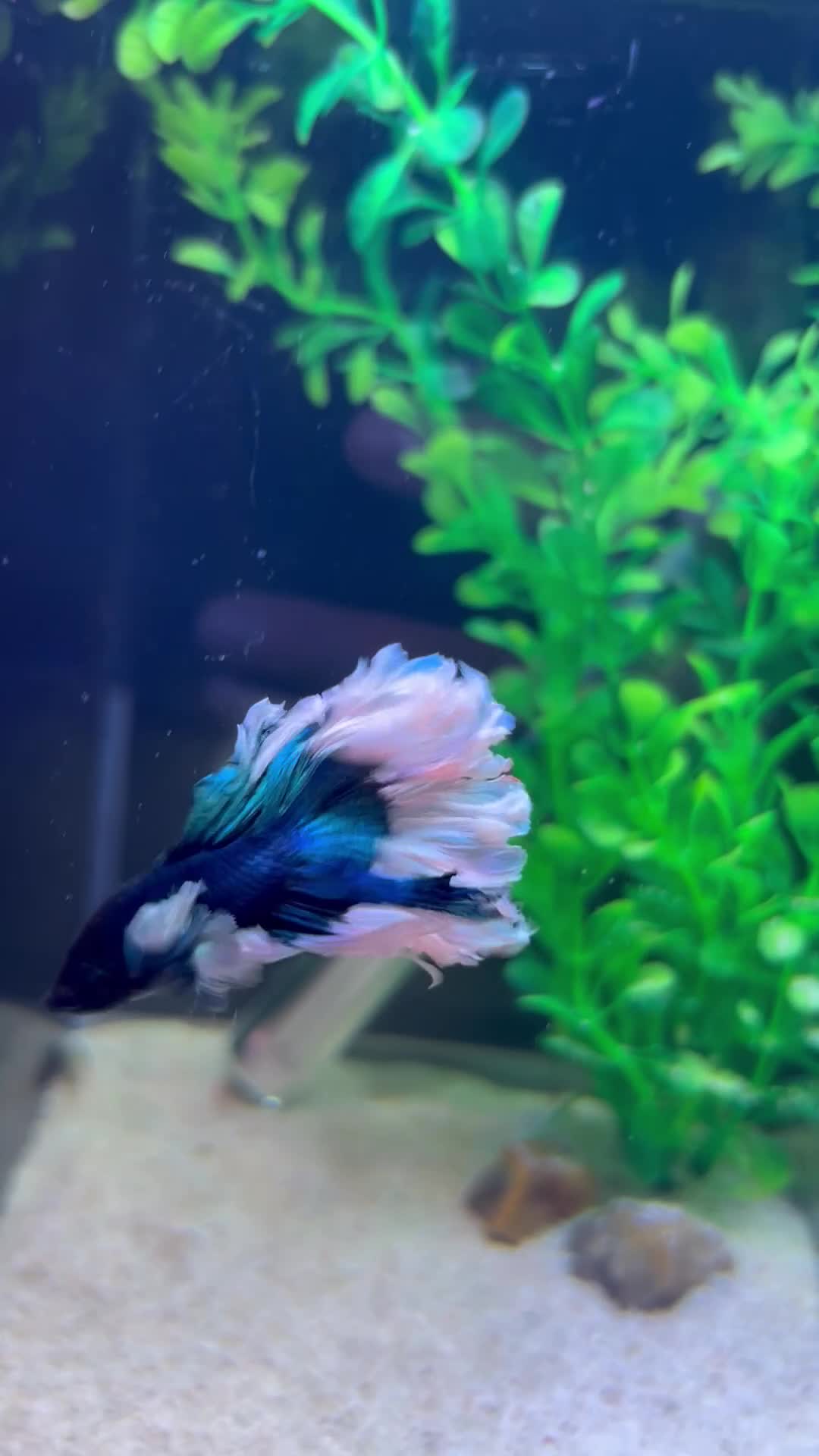 Bettas fish for sale: Betta Fish Sale!! - Video 5