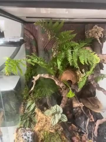 Gecko reptiles for sale: Crested gecko  - Video 1