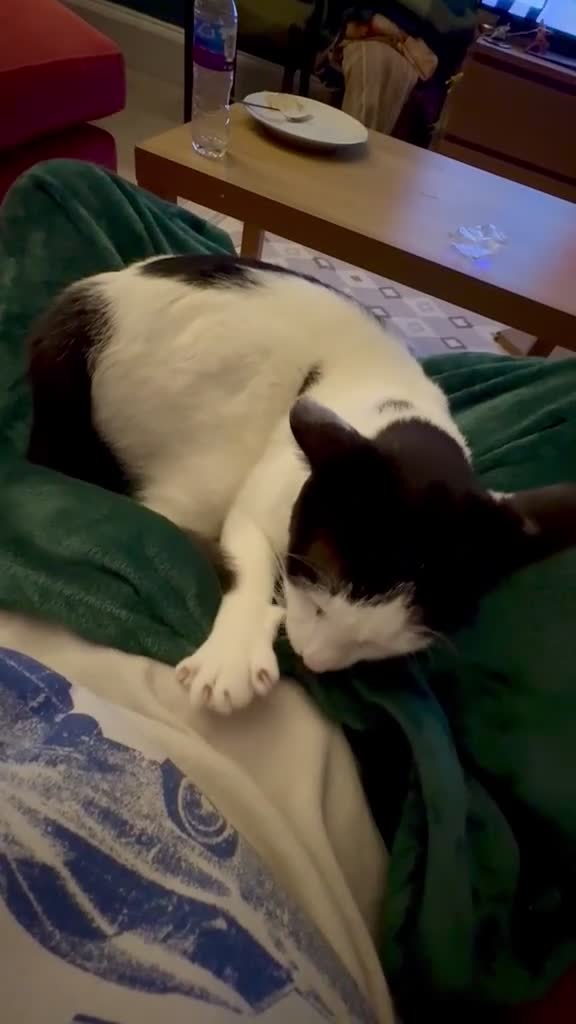 Domestic Shorthair cats for adoption: Leo (House/Indoor Cat) - Video 4