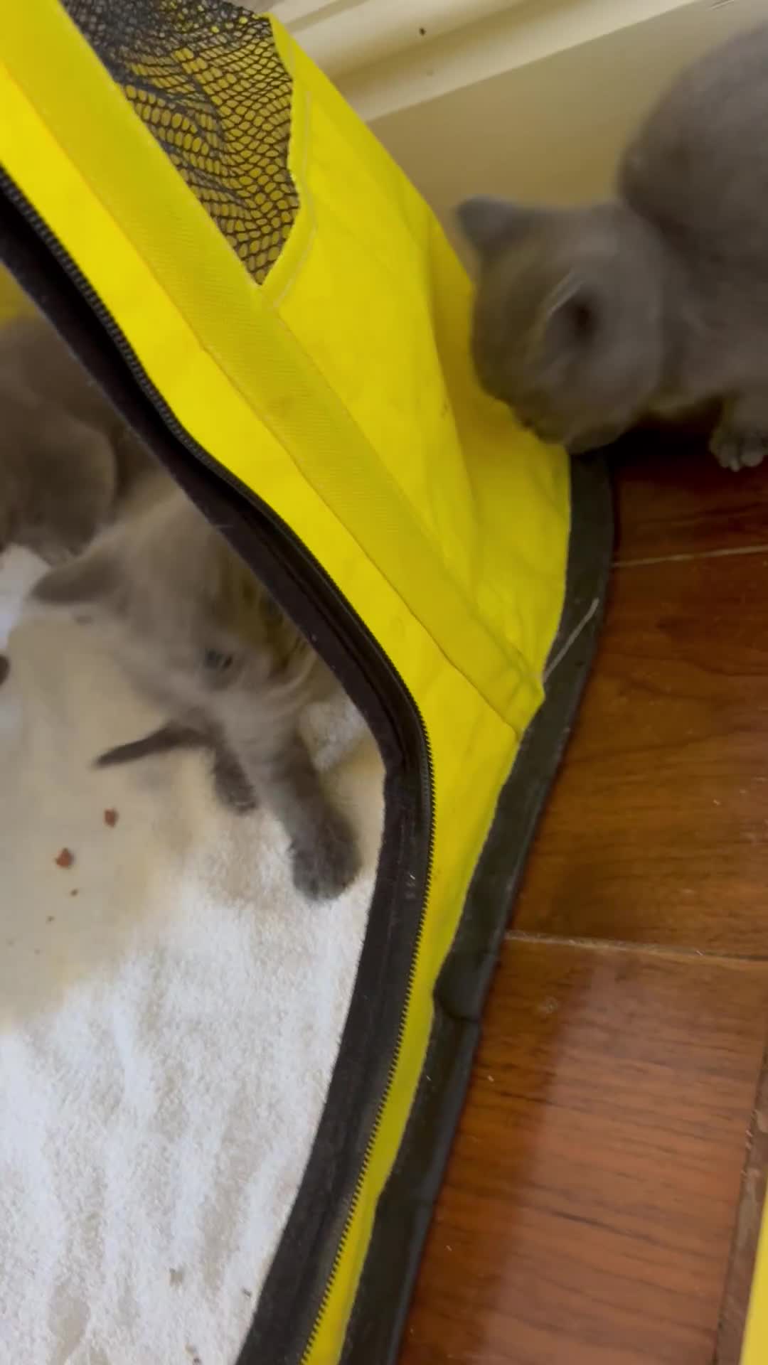 Brazilian Shorthair cats for sale: British Shorthair kittens (chunky pedigrees) - Video 1