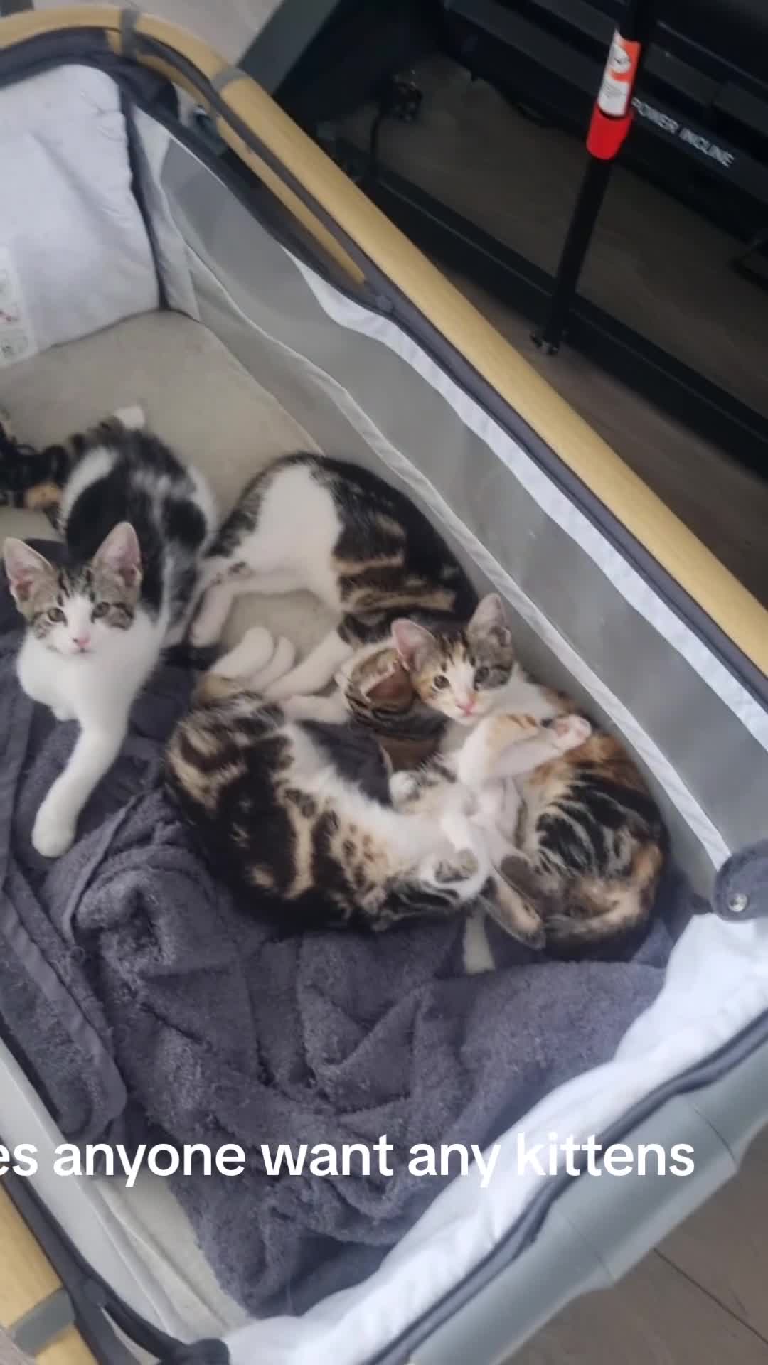 Mixed Breed cats for sale: Mixed Litter Kittens - Video 5