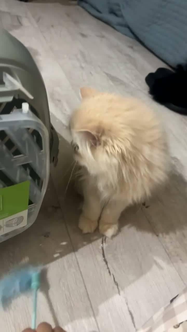 Persian cats for sale: Beautiful cream 4 month female kitten  - Video 3