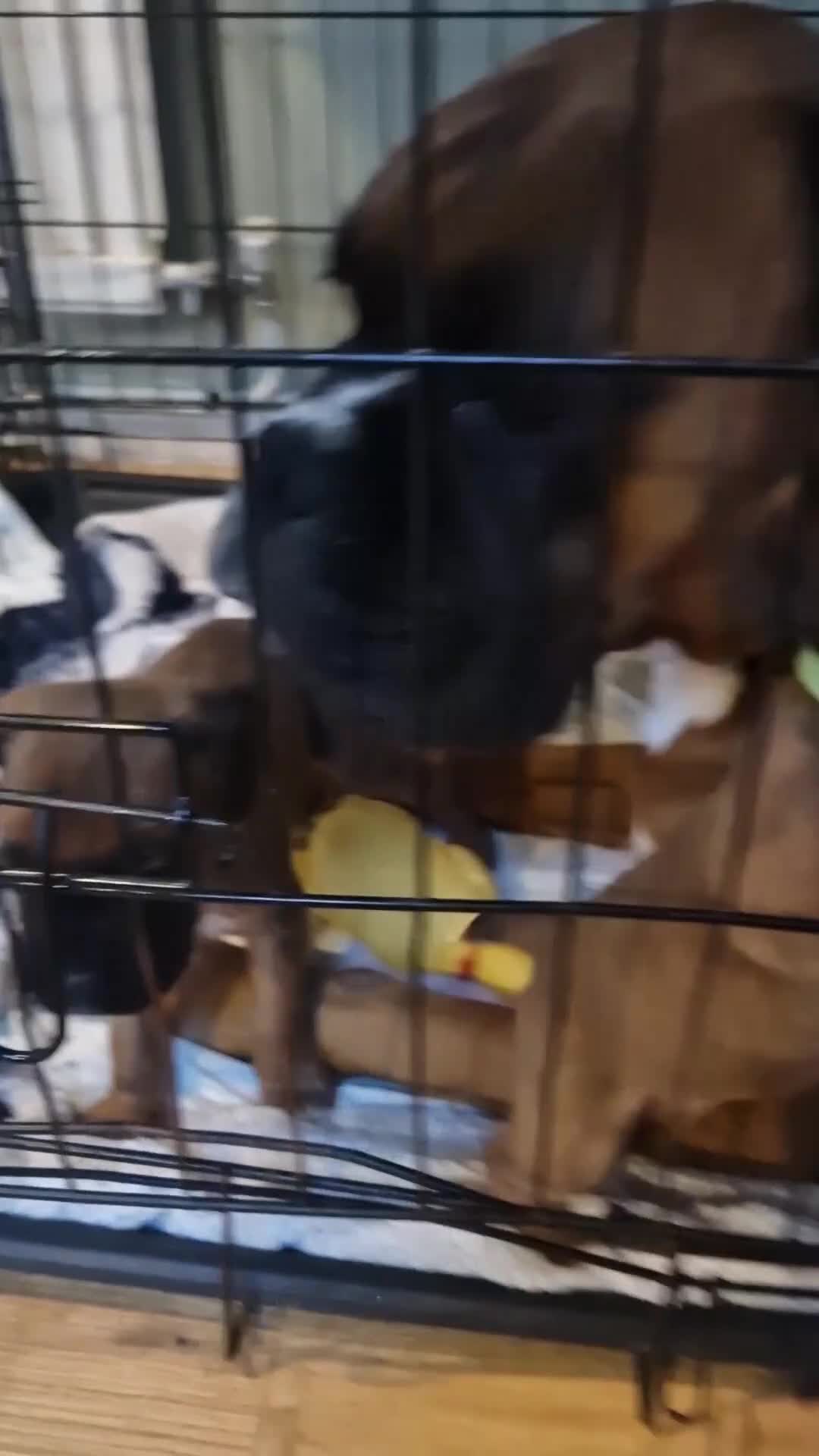 Boxer dogs for sale: Beautiful litter of KC reg bobtail boxer pups - Video 1