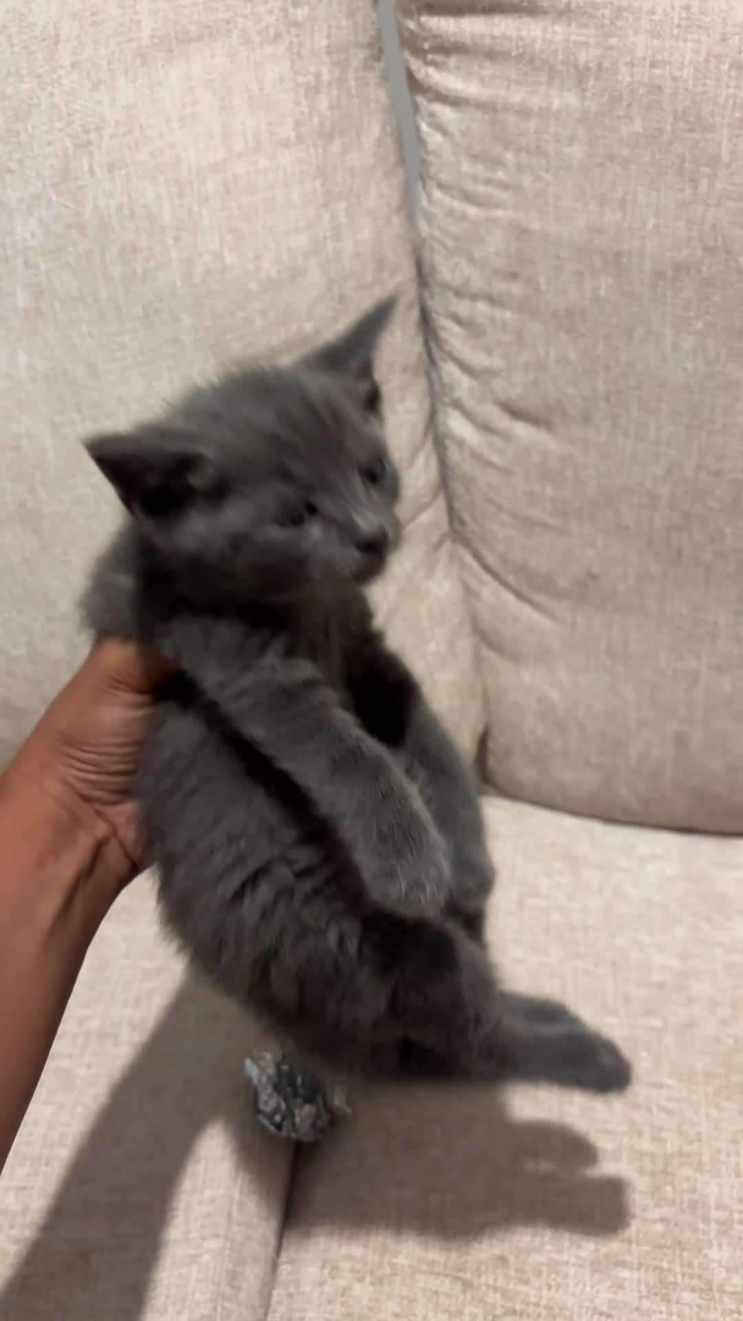 Munchkin cats for sale: RARE BLUE MUNCHKIN BOY - READY TO LEAVE  - Video 3