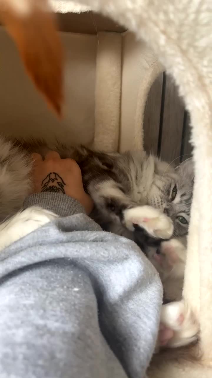 Maine Coon cats for sale: Pedigree Maine coon female - Video 1