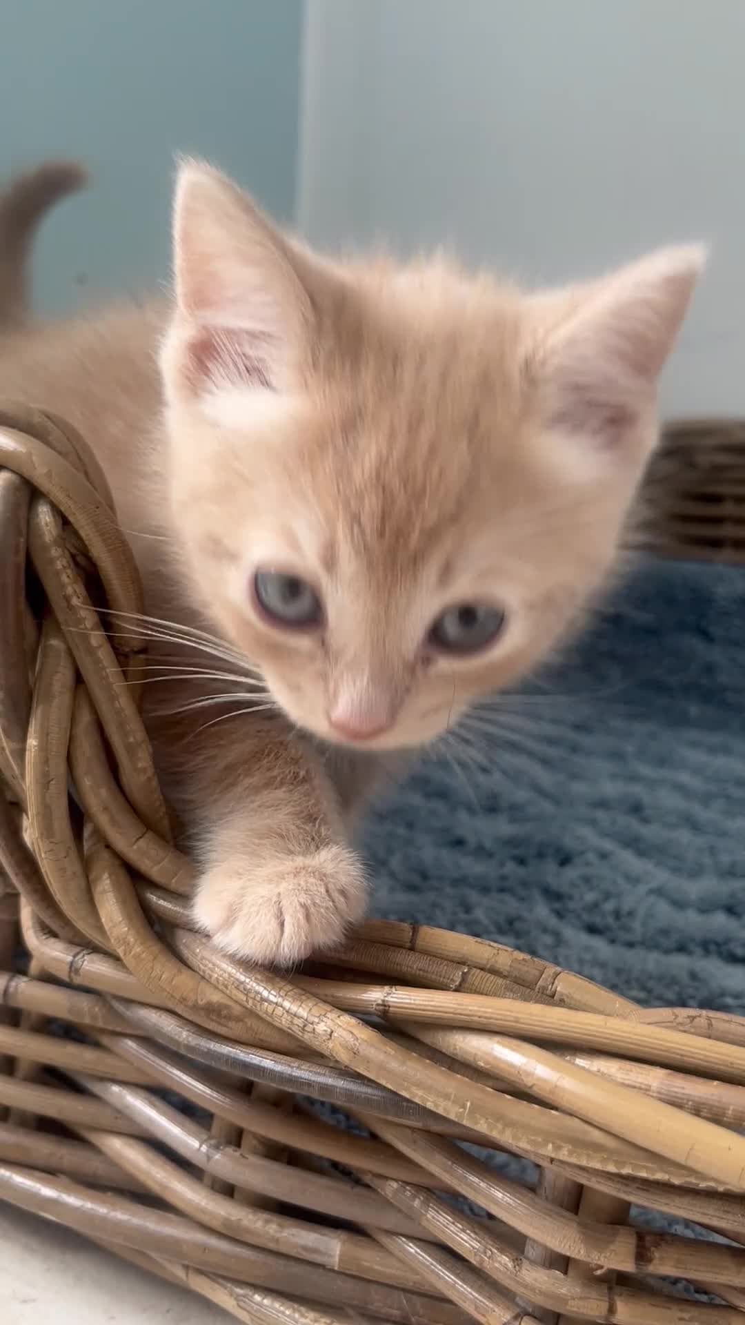 Ragdoll cats for sale: Ginger ragdoll x calm affectionate boy kitten  - Video 2
