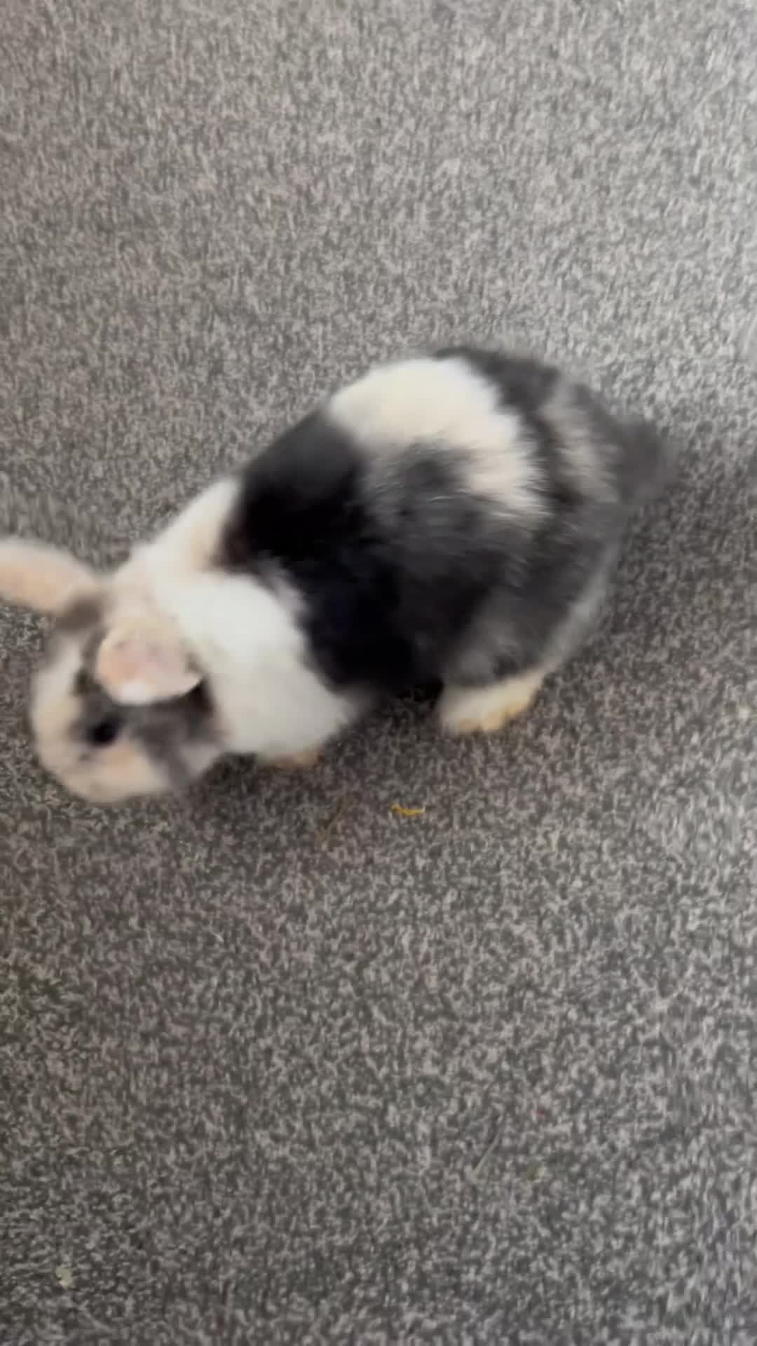 Mini Lop rabbits for sale: Pure Mini lop boy  - Video 1