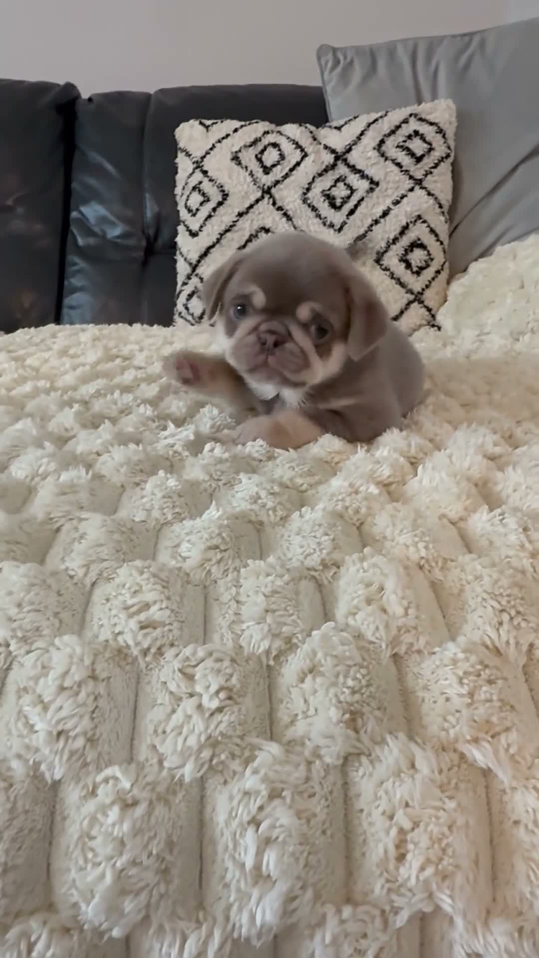 Pug dogs for sale: Kc pug puppies from a 5 star licensed breeder  - Video 2