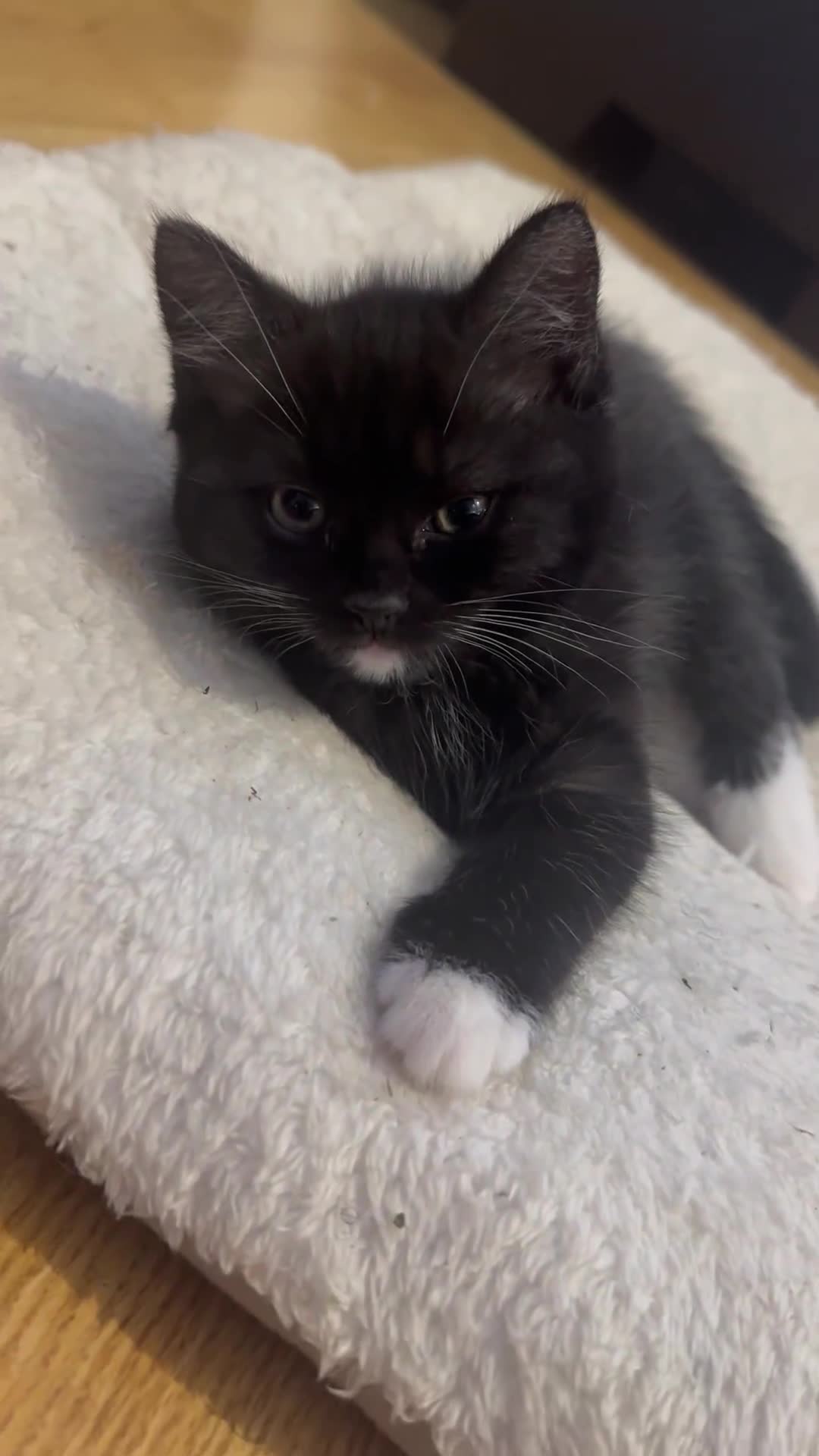 Mixed Breed cats for sale: 2 mixed breed kittens ready available  - Video 1