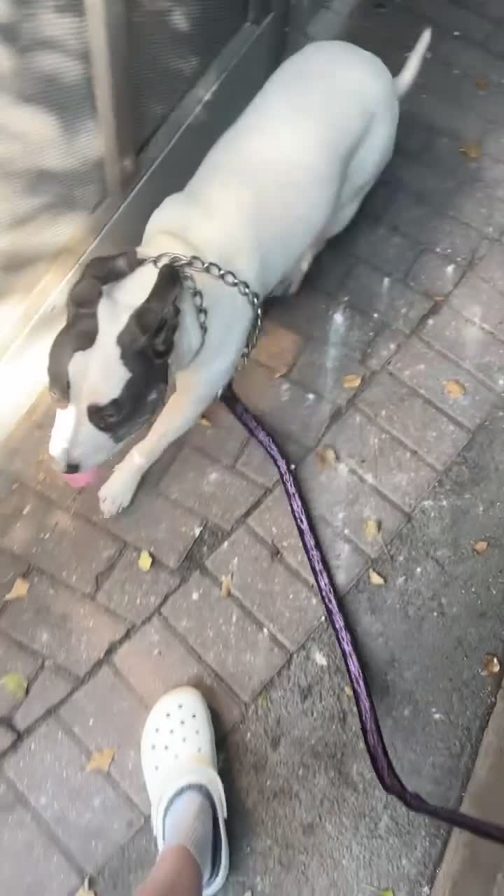 Staffordshire Bull Terrier dogs for sale: 1 year old king Irish staff 500.  in London - Video 3