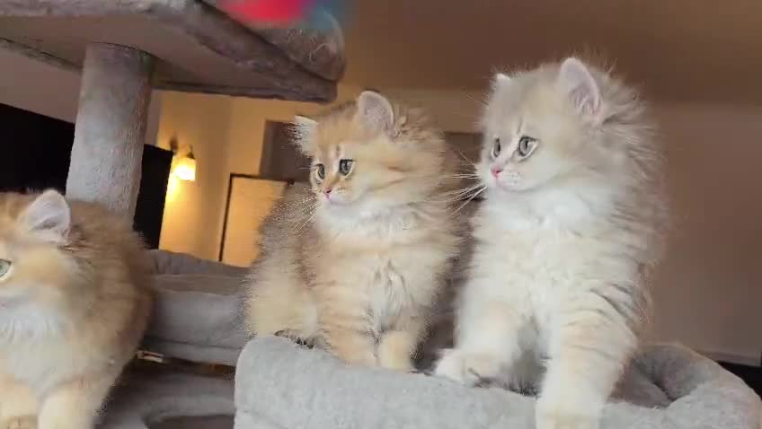 British Longhair cats for sale: Gorgeous British Longhair, last boy Ay11–TICA Reg. - Video 1