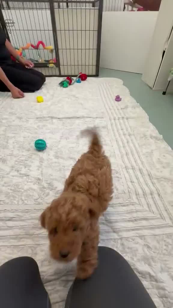 Toy Poodle dogs for sale: 1 stunning red toy poodle  - Video 1