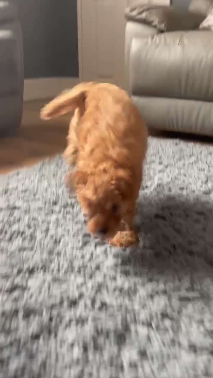 Cavapoo dogs for sale: Amazing Miniature cavapoo f1b puppies - Video 1