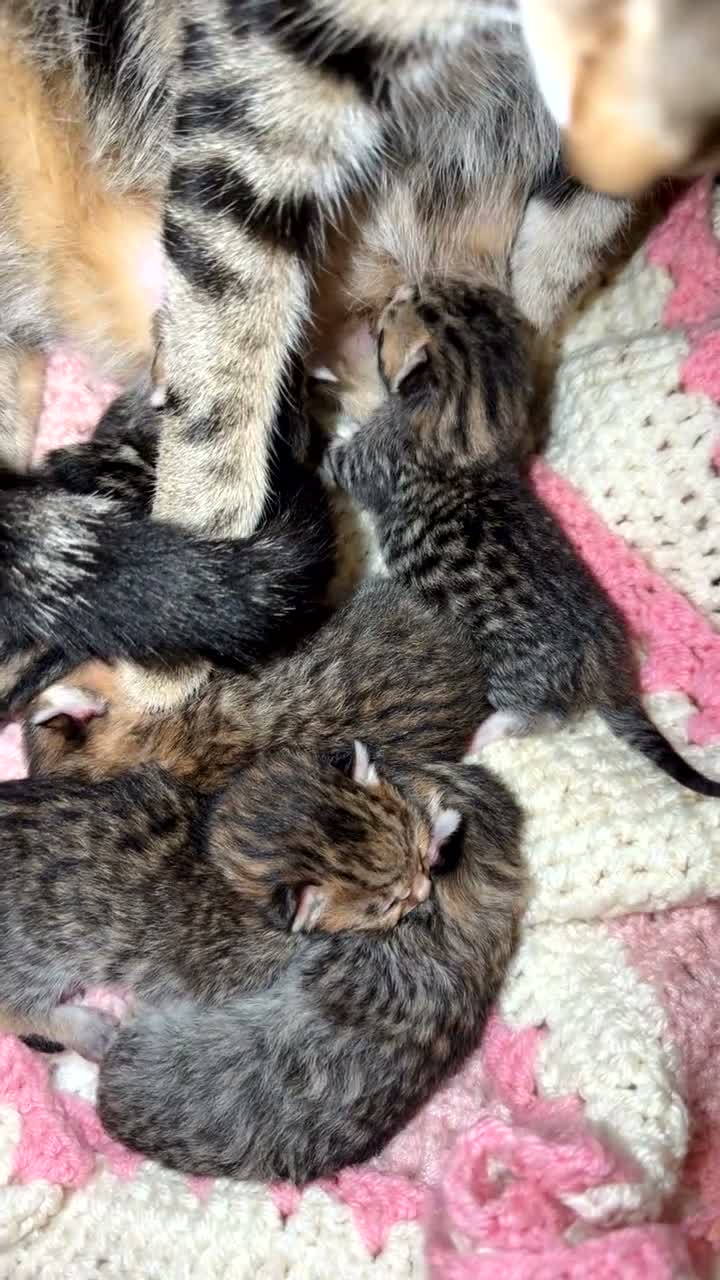 Bengal cats for sale: Bengal x tabby kittens  - Video 4