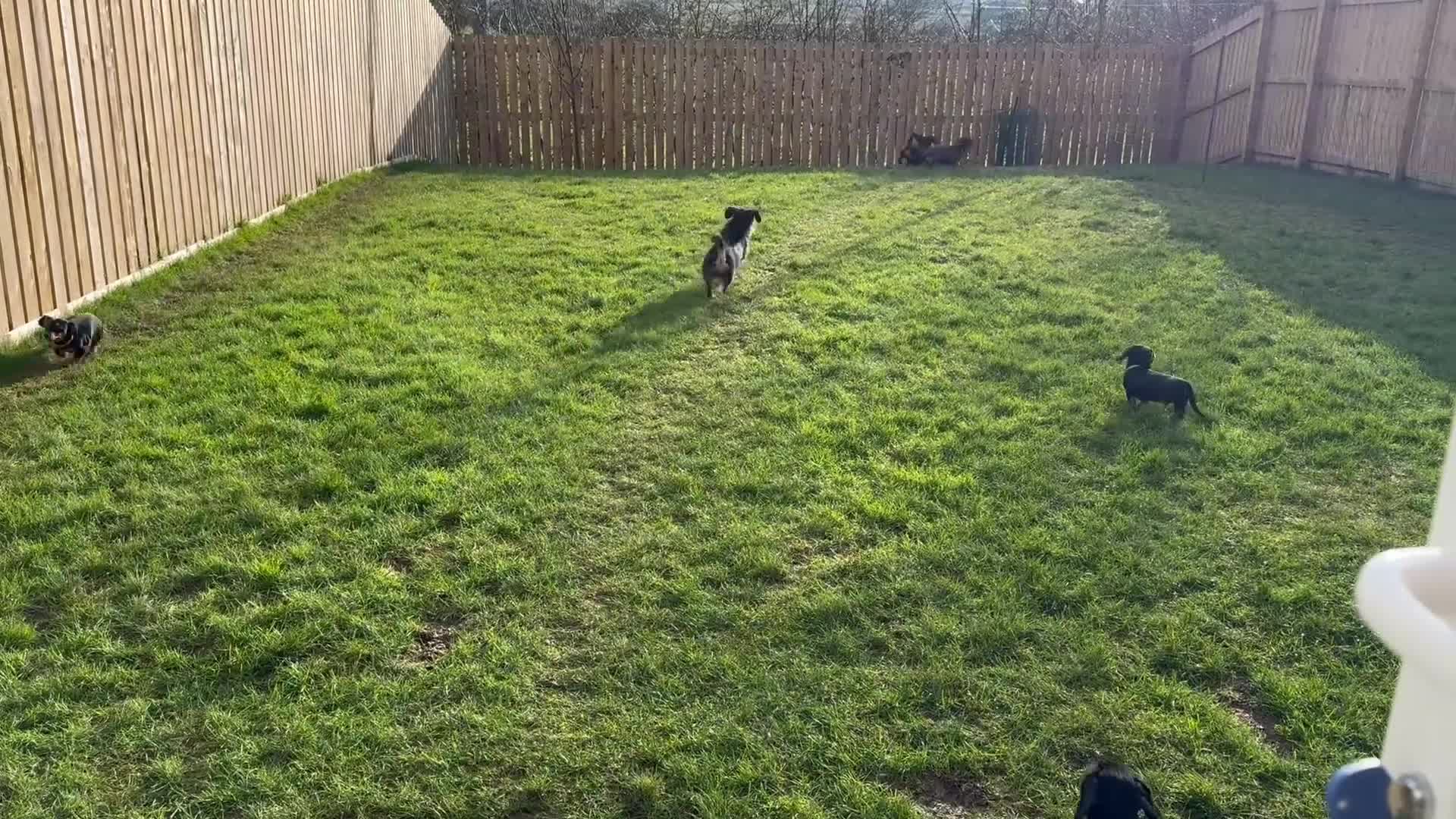 Dachshund dogs for sale: Dachshund puppies standard, wired-haired & smooth - Video 5