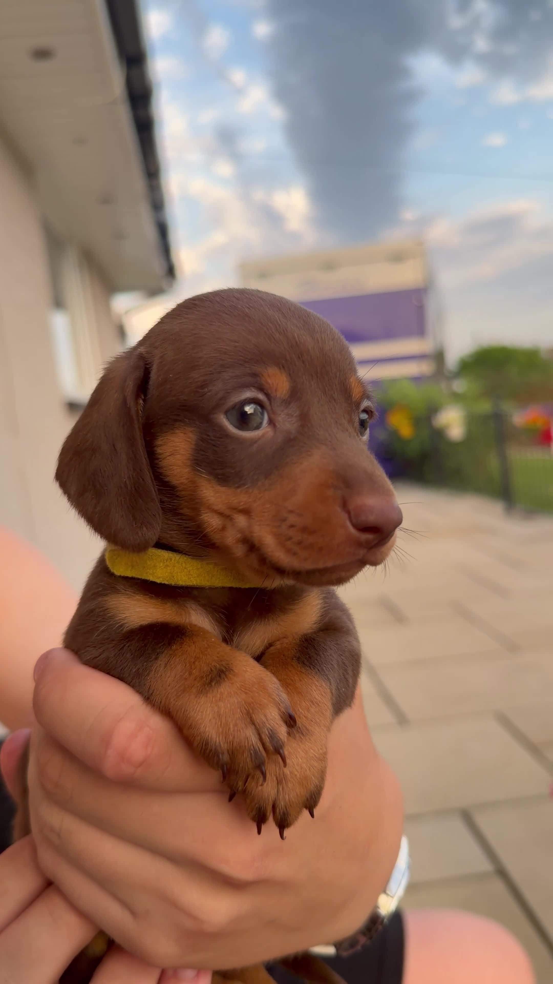 Miniature Dachshund dogs for sale: Gorgeous miniature dachshund puppies - Video 2