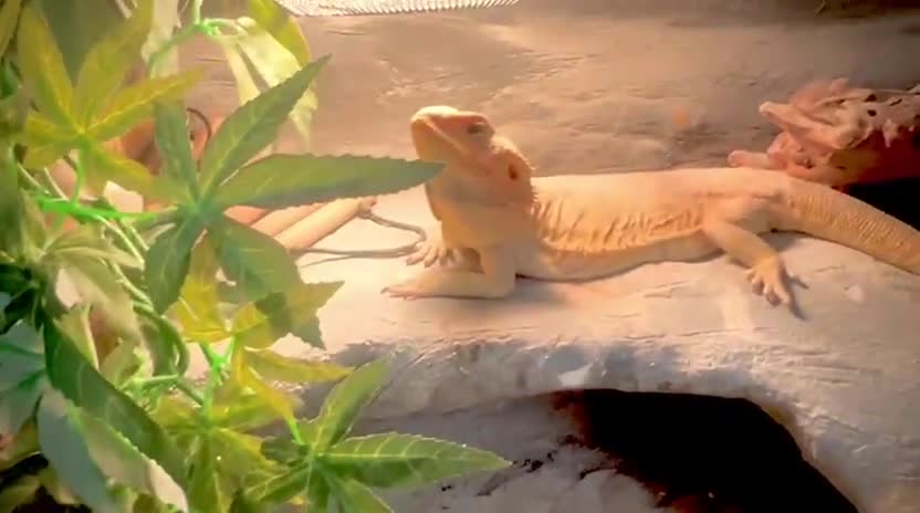 Bearded Dragon reptiles for sale: Bearded Dragon with Large Viv-Unique Natural Setup - Video 2