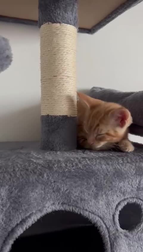 Domestic Shorthair cats for sale: One ginger domestic shorthair  - Video 3
