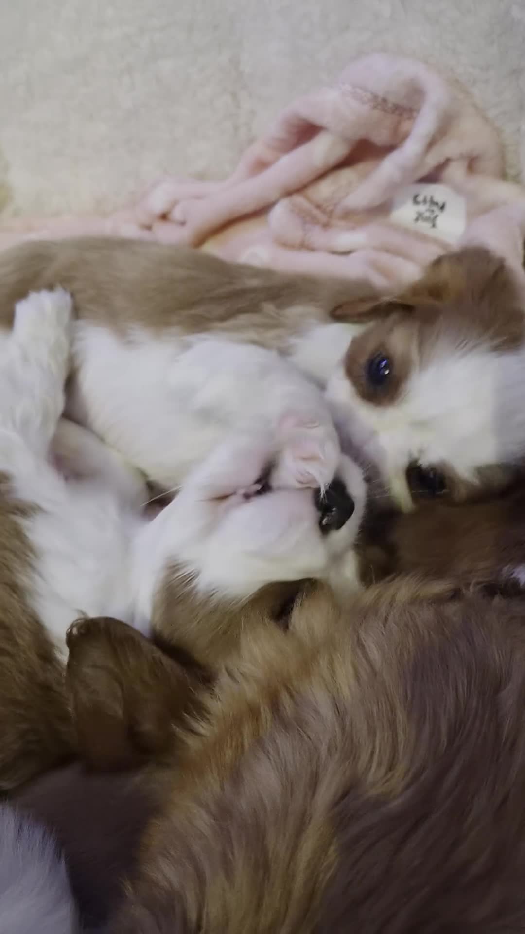 Cavalier King Charles Spaniel dogs for sale: Cavalier King Charles Spaniels - Video 1