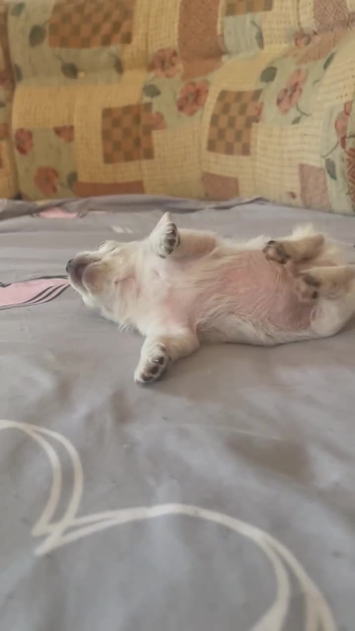 Chihuahua dogs for sale: Last boy left - Video 2