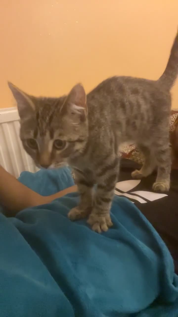 Mixed Breed cats for sale: 4 month old male kitten ready to leave - Video 3