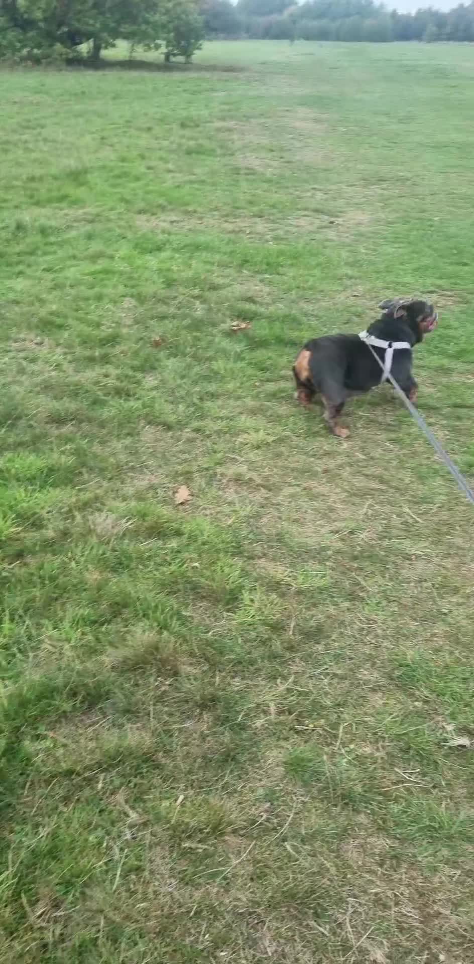 English Bulldog dogs for sale: 3yr old female British bulldog - Video 1