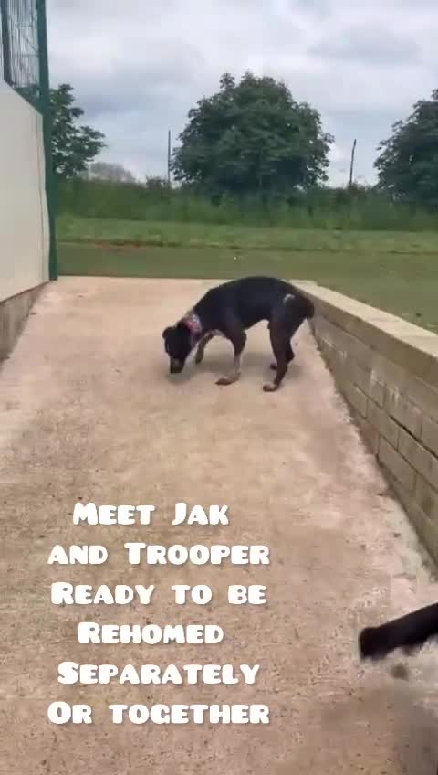 Mixed Breed dogs for adoption: TROOPER in Ashbourne - Video 1