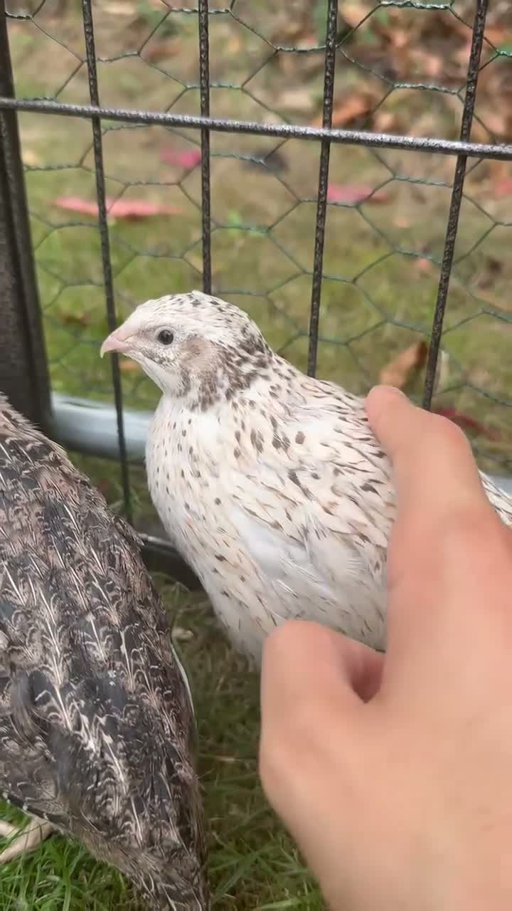 Quail poultry for sale: 6 Quails (very tame and friendly) - Video 2
