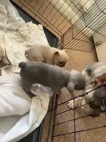 French Bulldog dogs for sale: Female French bulldogs 4 weeks old  - Video 1