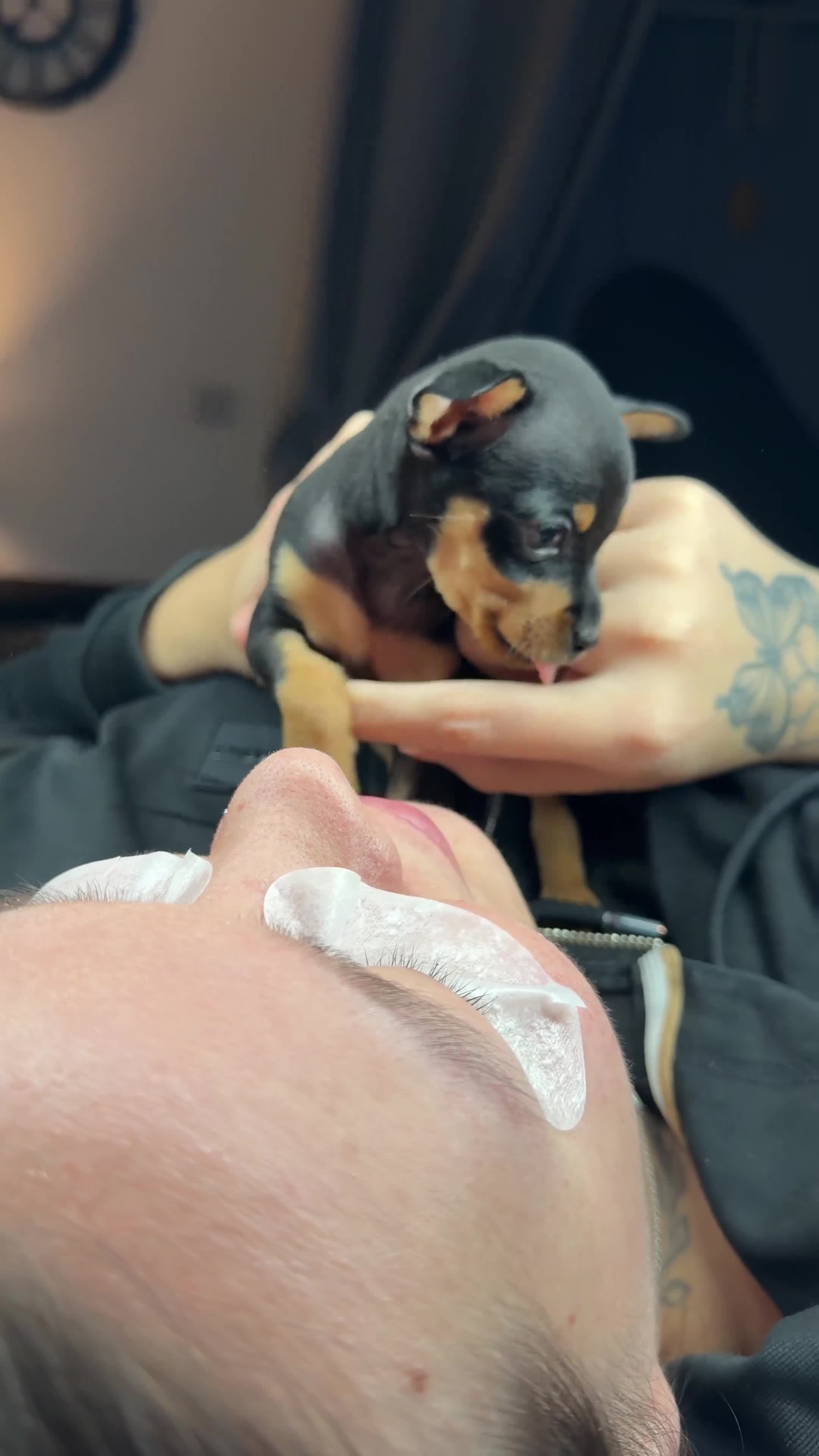 Russian Toy Terrier dogs for sale: Mini Russian toy terrier boy - Video 1