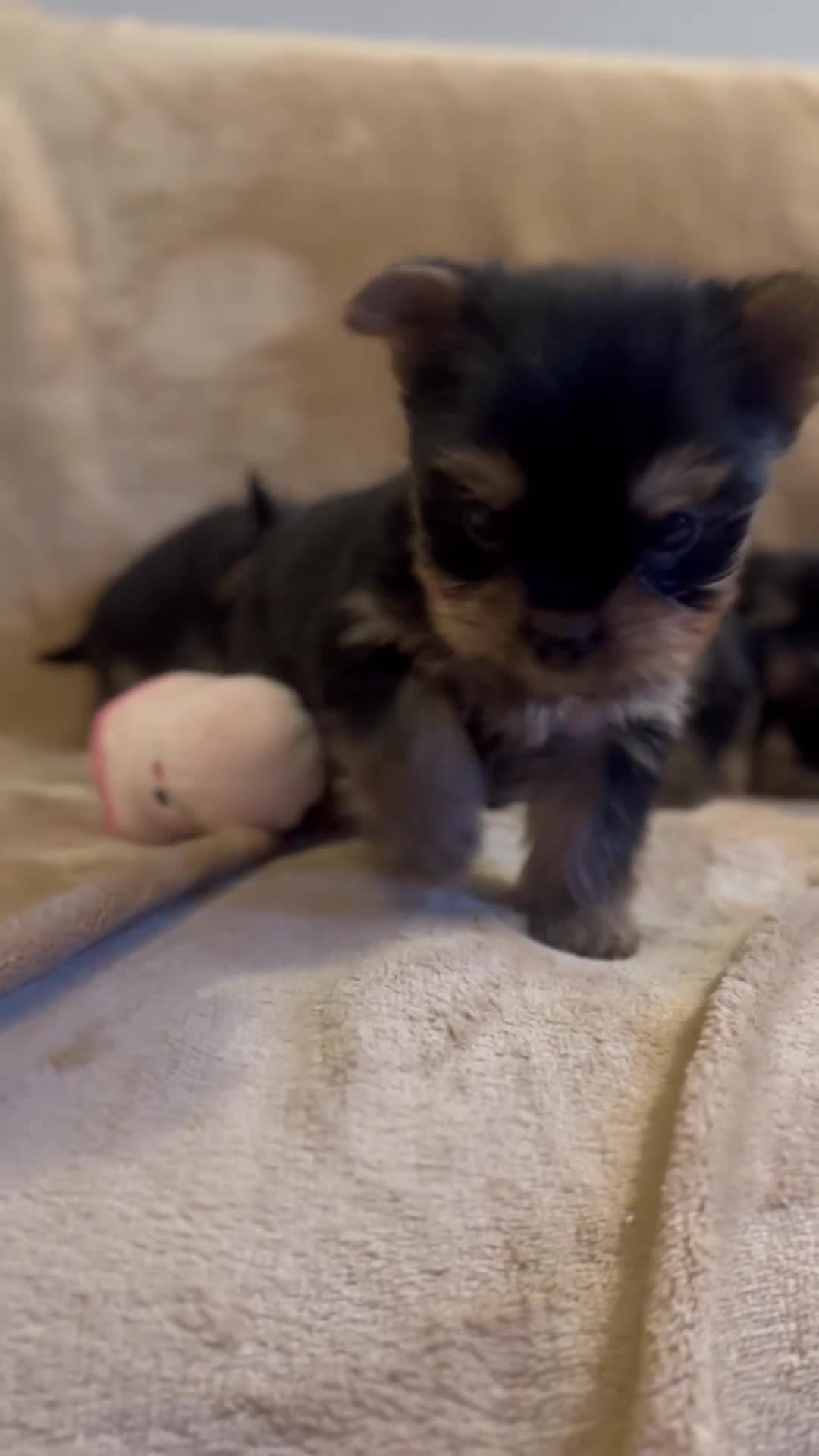 Yorkshire Terrier dogs for sale: Pure Yorkshire Terrier Puppies for sale  in Tewkesbury - Video 2