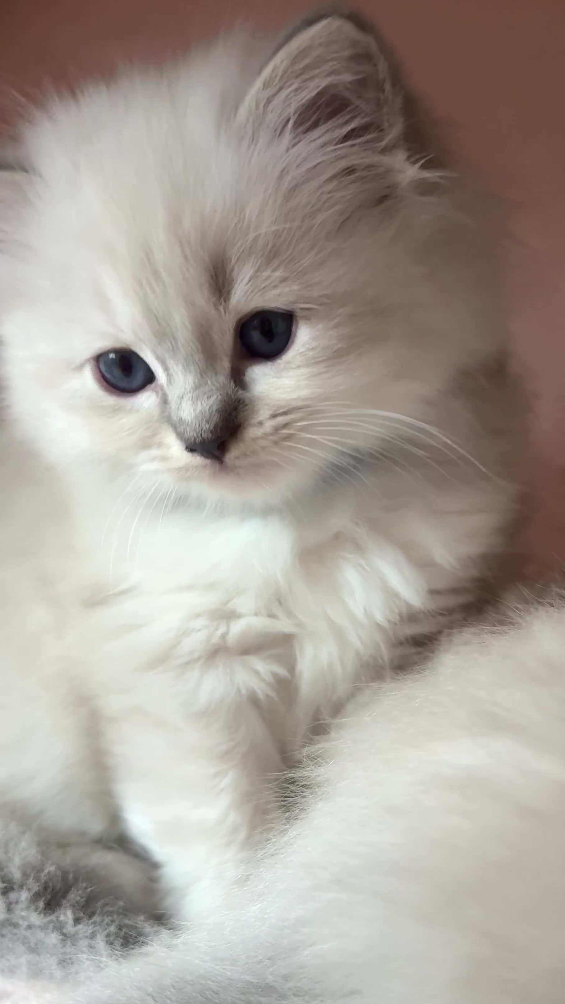 Ragdoll cats for sale: Luxury ragdoll kittens - Quality Breed  - Video 3