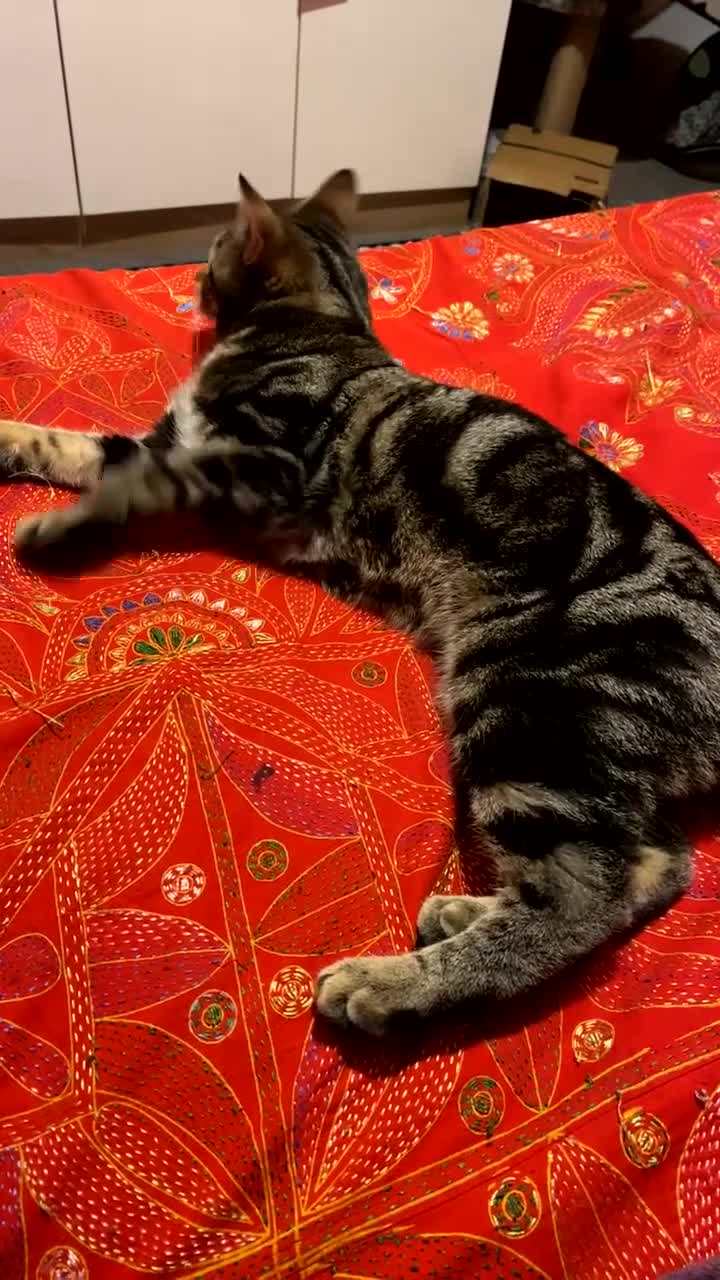 Mixed Breed cats for sale: 6 month old male tabby cat for sale - Video 1