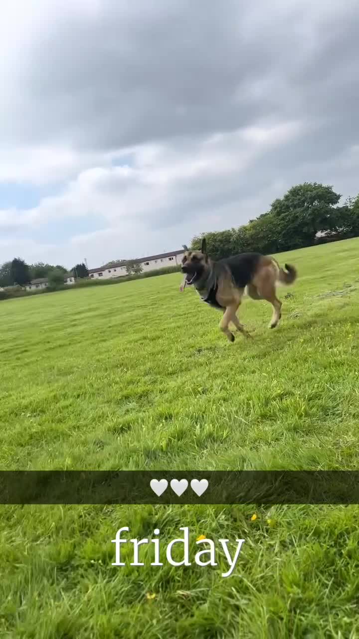 Mixed Breed dogs for sale: Gorgeous Max the German Shepherd  - Video 2