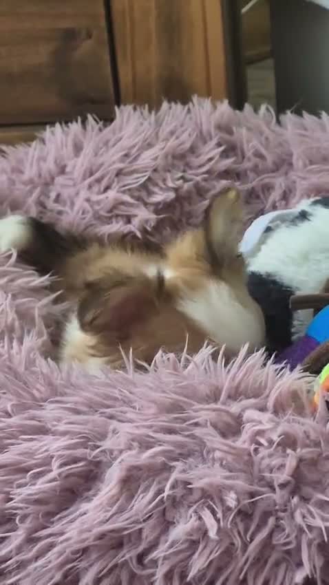 Chihuahua dogs for sale: Amazing Longcoat Apple head Chihuahua Puppies - Video 1