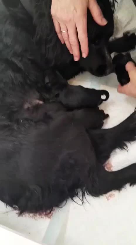 Sprocker dogs for sale: Available now! Sprocker Spaniel puppies - Video 1