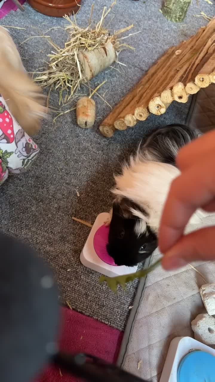 Guinea Pig rodents for sale: 3 female guinea pigs for sale (set up included) - Video 5