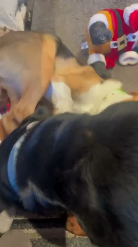 Mixed Breed dogs for sale: Sweet Meg needs her family  - Video 4