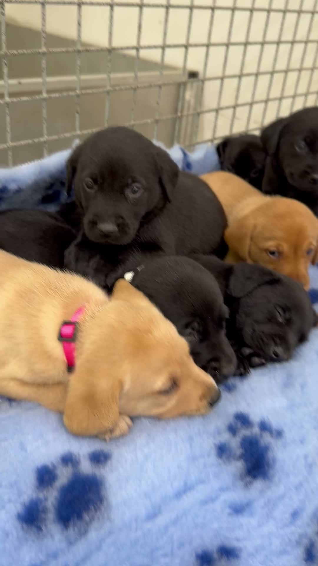 Labrador Retriever dogs for sale: ✨ 9 STUNNING KC REGISTERED LABRADOR PUPPIES! ✨ - Video 2