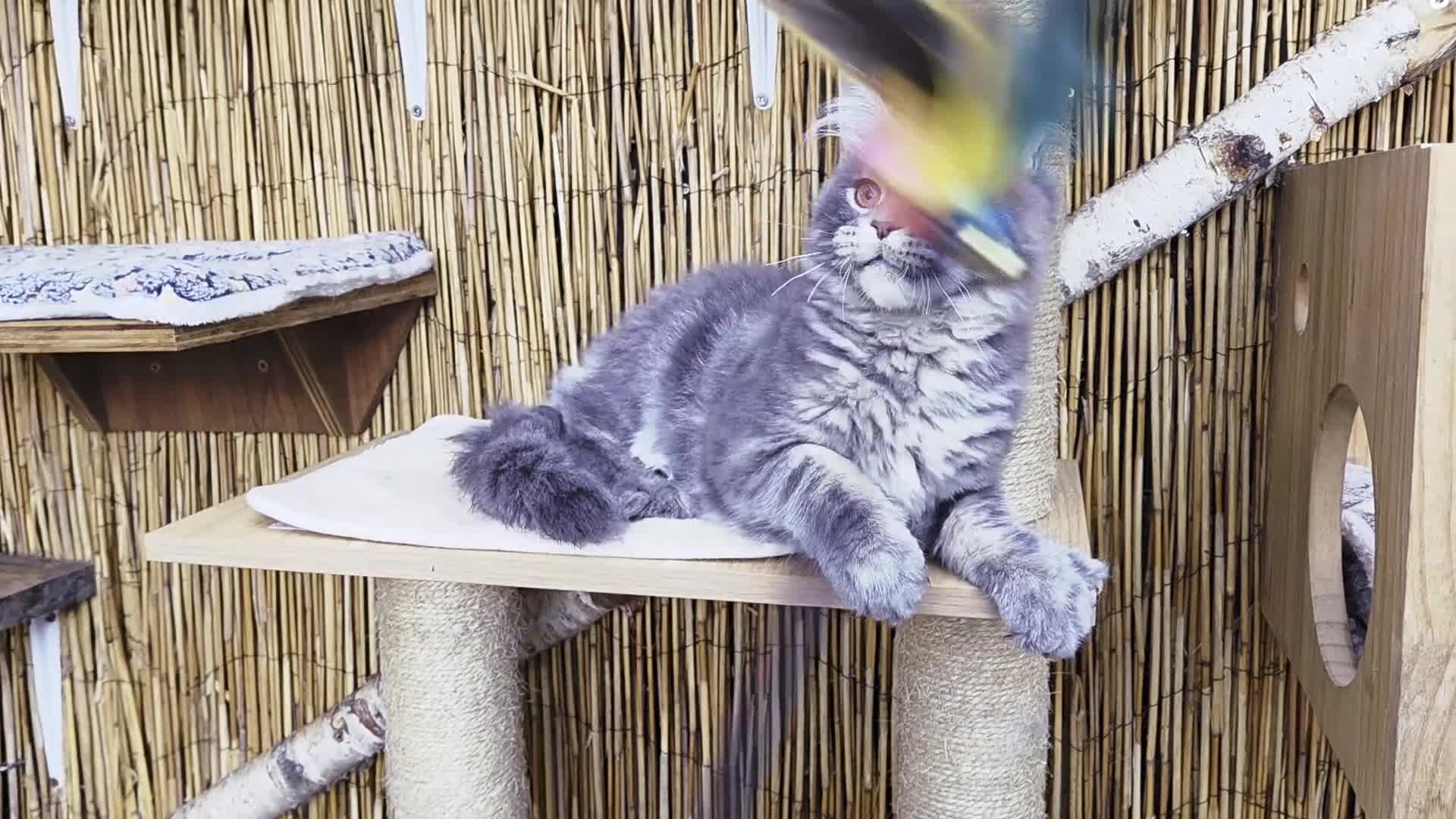 Maine Coon cats for sale: 2 Stunning GCCF Kittens Available.  - Video 4