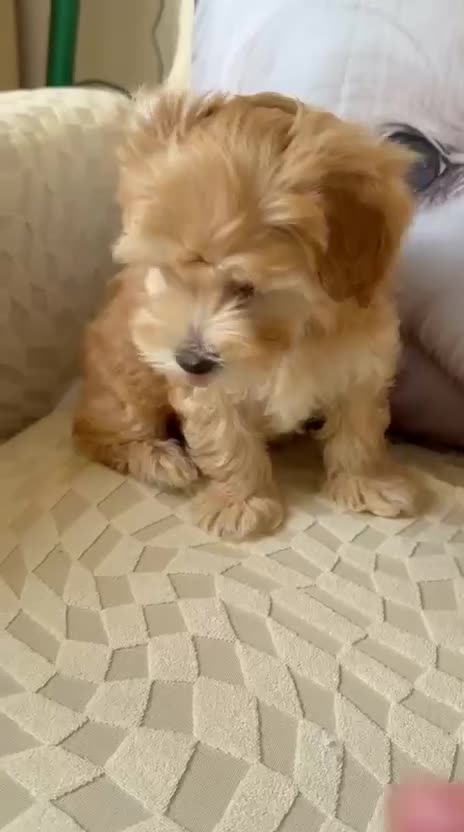 Maltipoo dogs for sale: So adorable and Tiny F1 Korean Maltipoo - Video 2