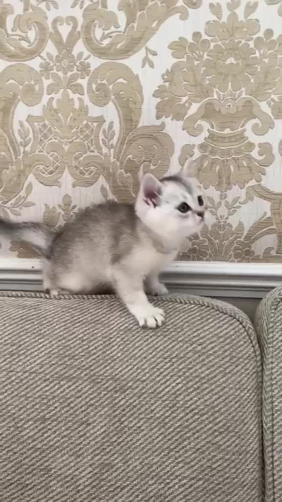 British Shorthair cats for sale: Scottish straight,black silver shaded - Video 1