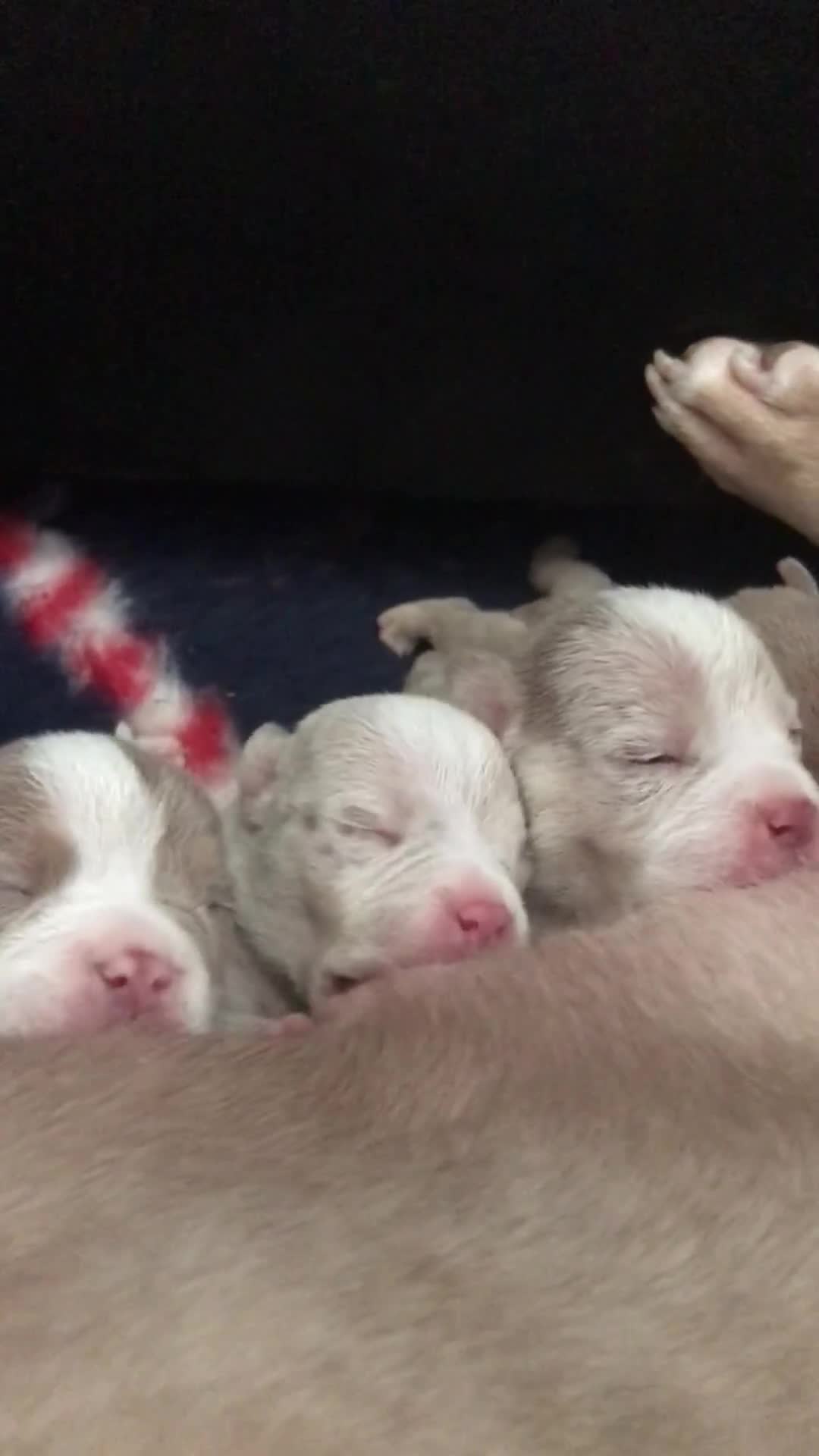 American Bully dogs for sale: Beautiful Micro bully pups - Video 2