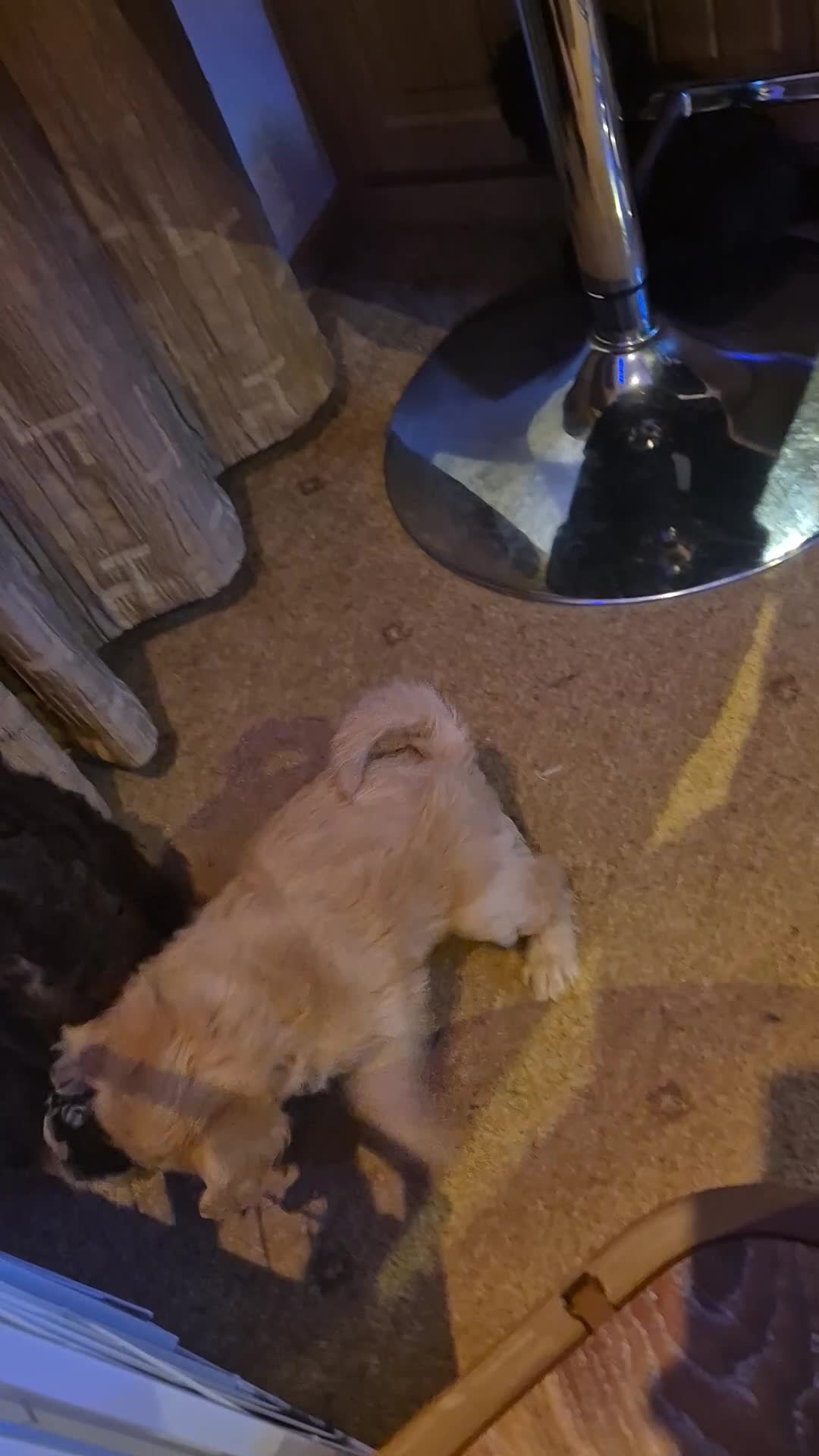 Labradoodle dogs for sale: Stunningly adorable f2b labradoodles! - Video 1