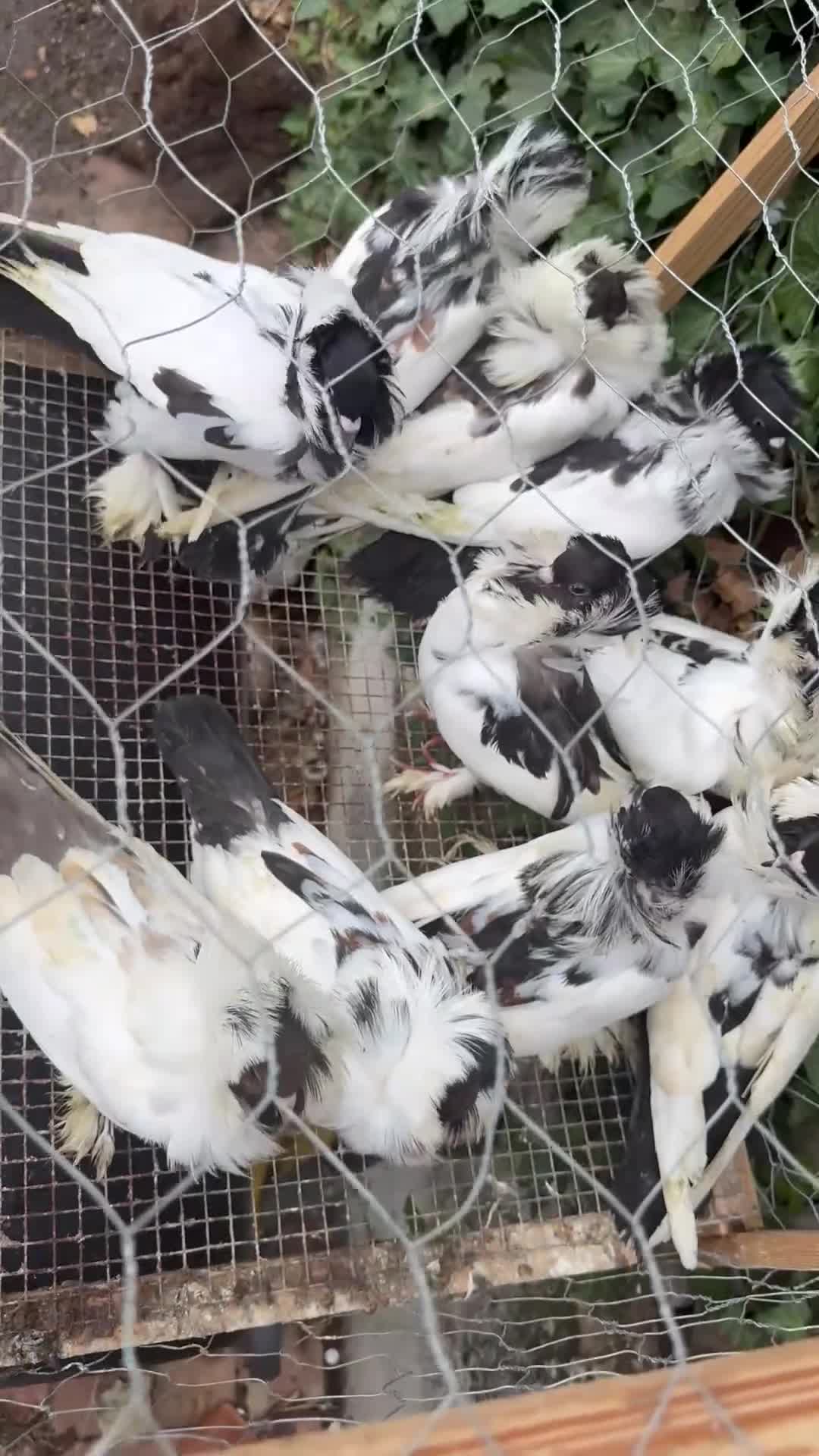 Pigeons birds for sale:  £30-£60. - Video 1
