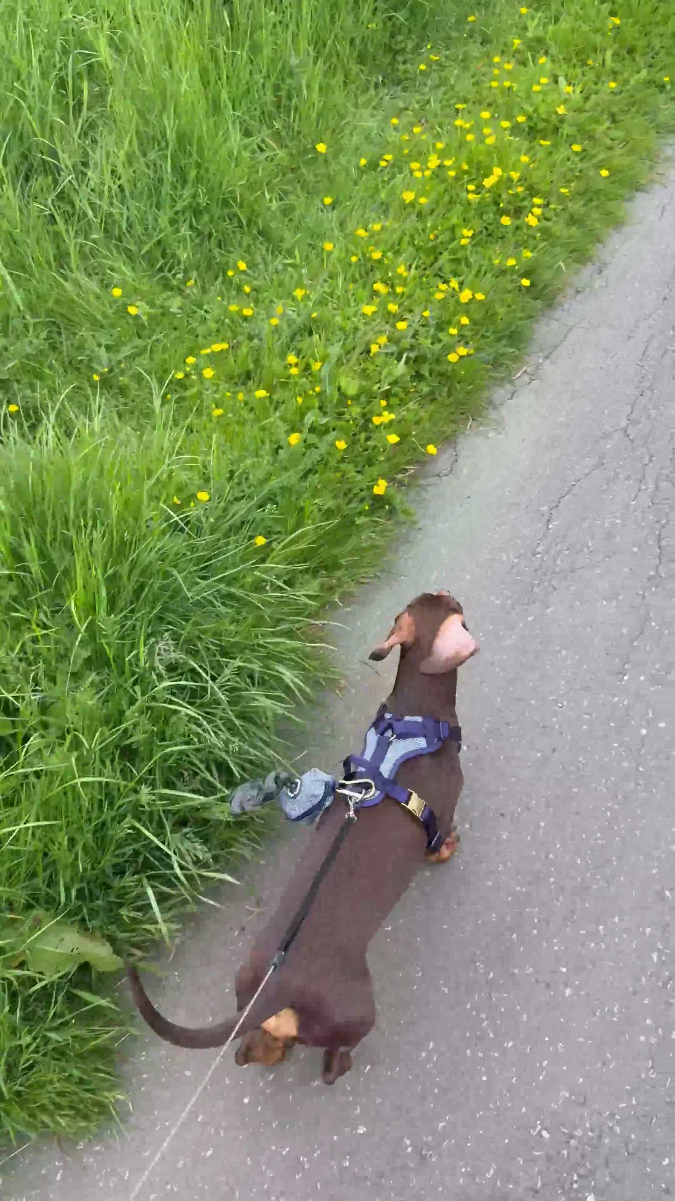 Dachshund dogs for sale: Cookie Dachshund - Video 2