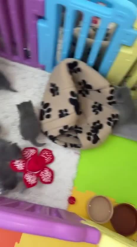 American Shorthair cats for sale: British short hair kittens  - Video 3