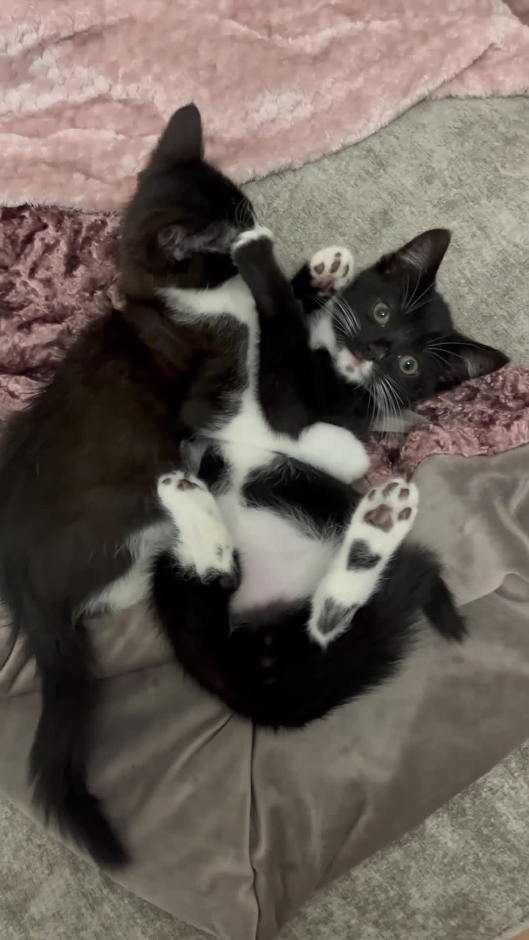 British Shorthair cats for sale: 3 boy kittens  - Video 2