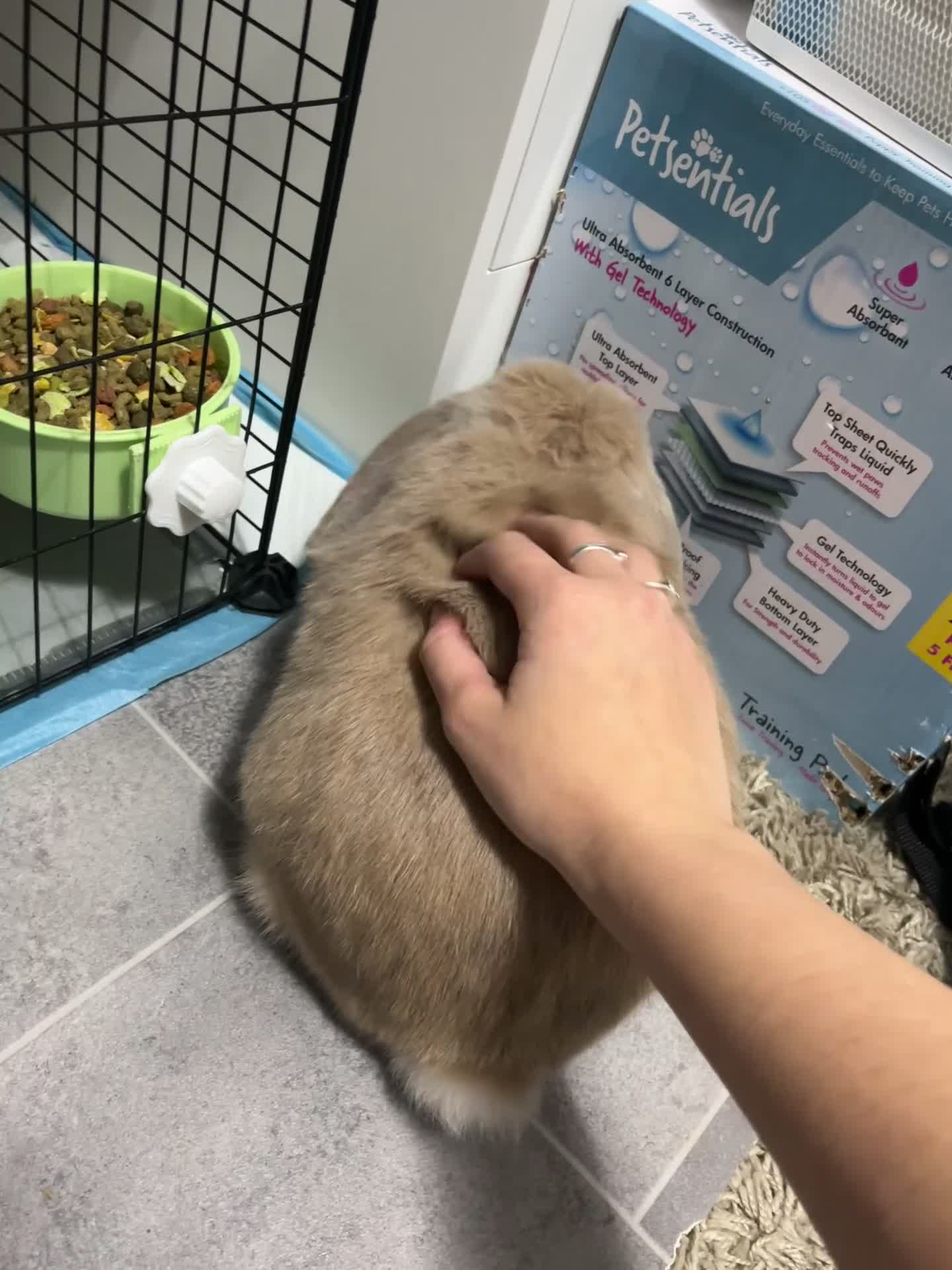 Mini Lop rabbits for sale: Needs rehoming!! - Video 1