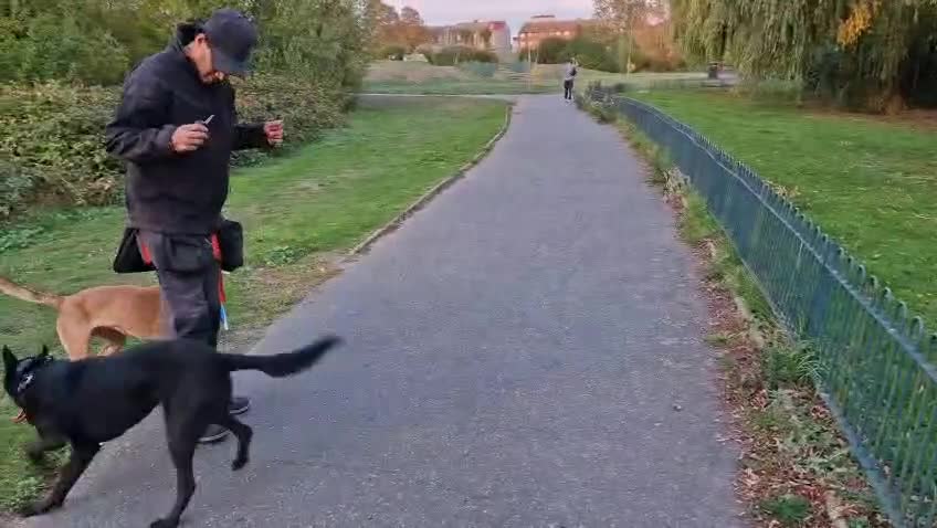 Belgian Shepherd Dog dogs for sale: Female Beligian Malinois  - Video 1